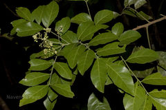 Clausena indica
